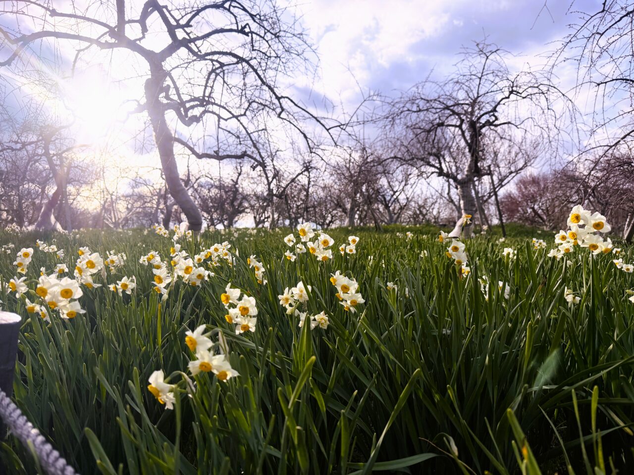 見ごろを迎えている水仙