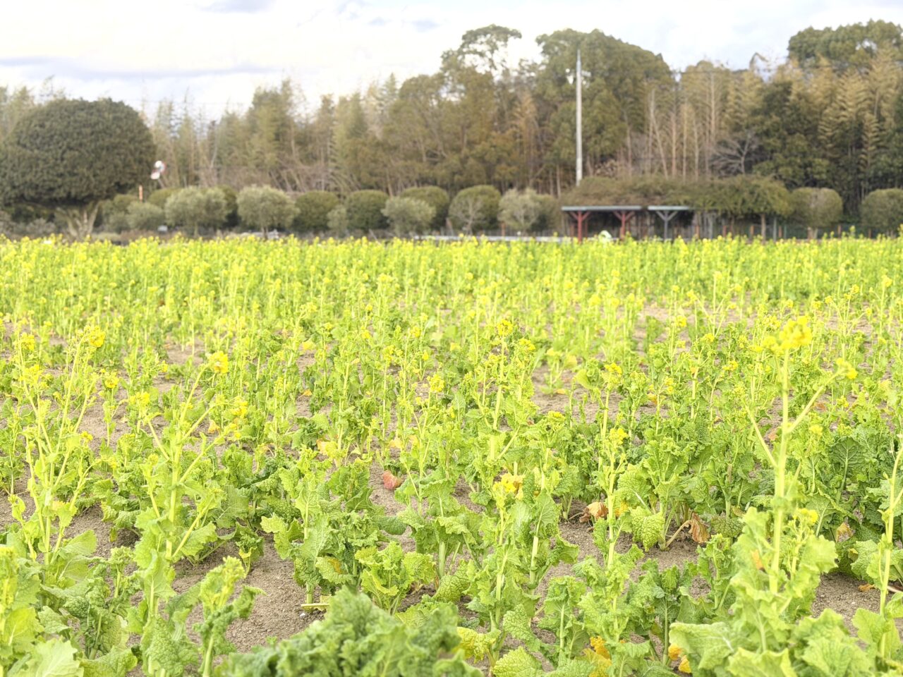 菜の花畑