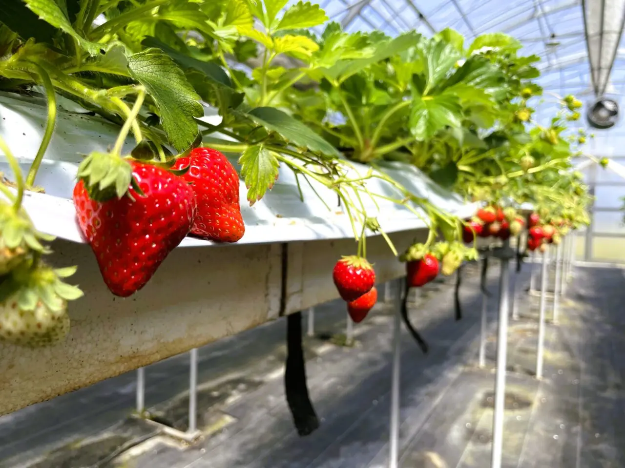 小川いちご農園おいちご狩り