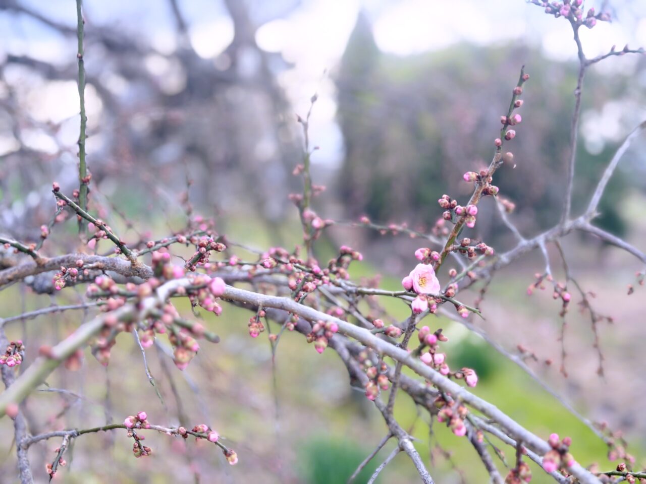 梅のつぼみ