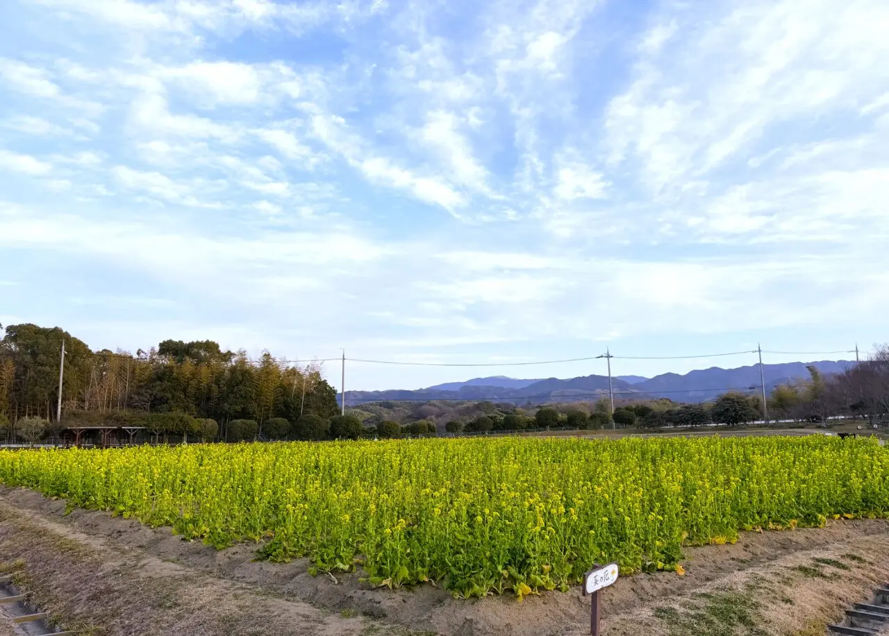満開の菜の花畑