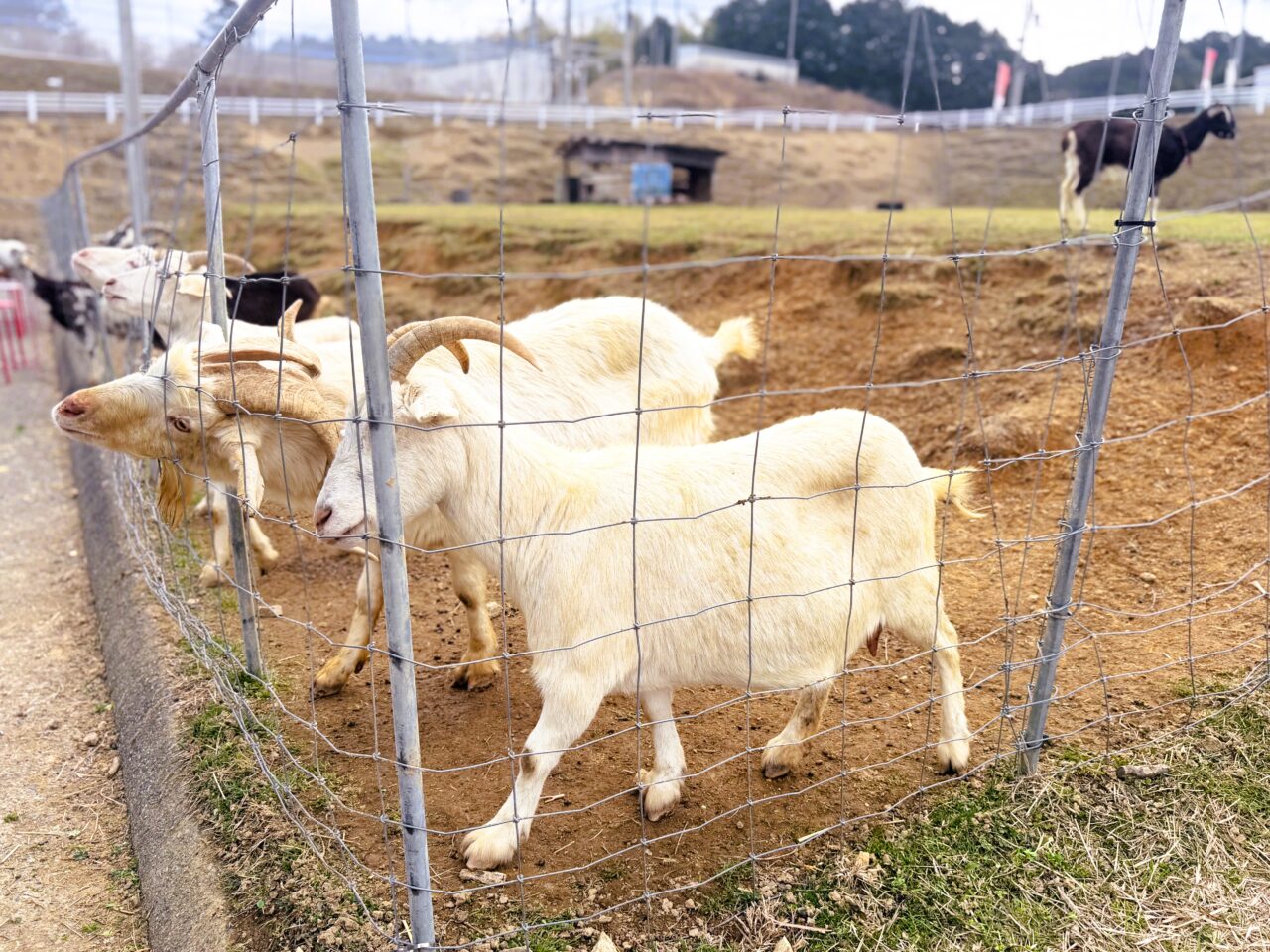 小川いちご農園のやぎ