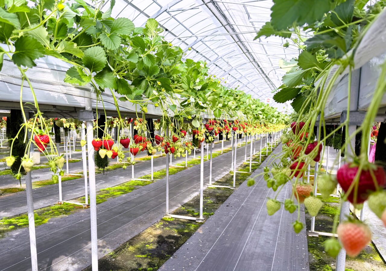 小川苺農園いちご狩り