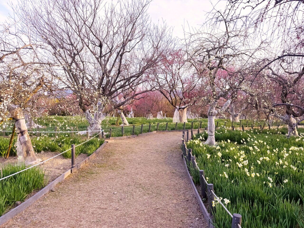 水仙と梅が咲き誇るリサイクル公園