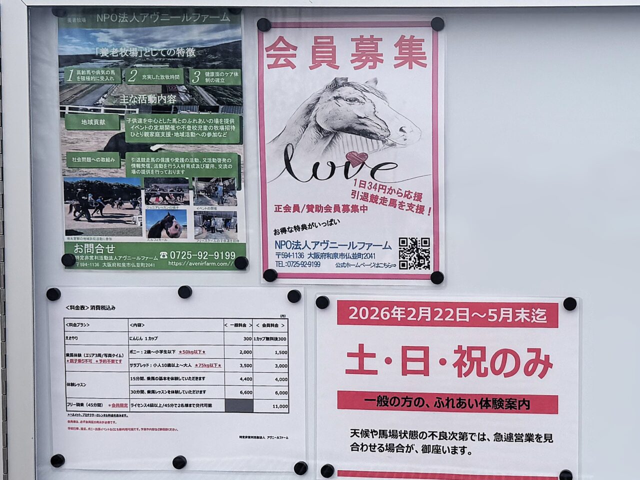 アヴニールファームの馬のふれあい