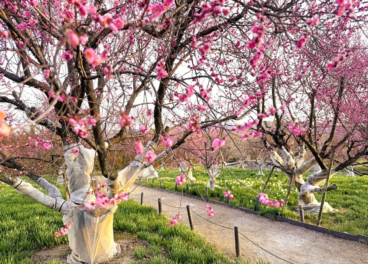 園内奥地が見ごろ