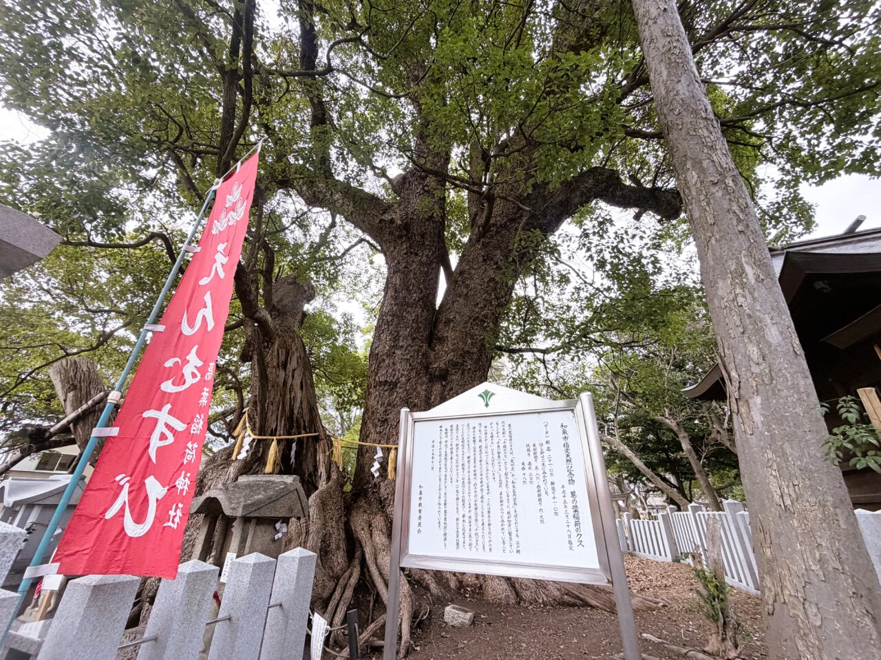葛葉稲荷のクスの木