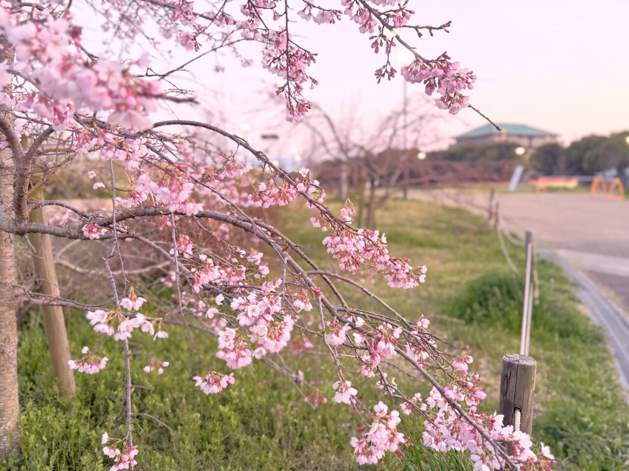 黒鳥山公園　桜開花中