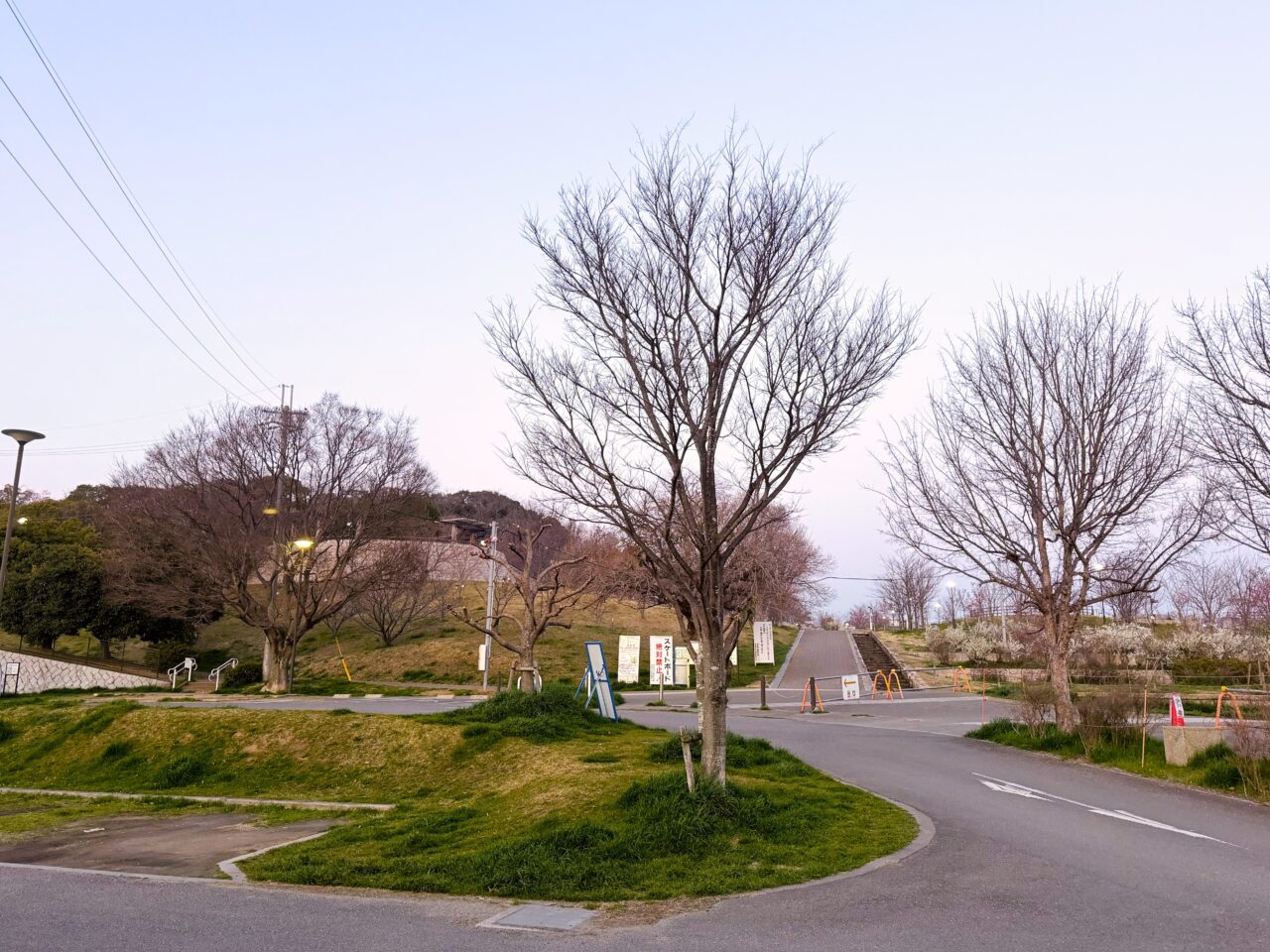 黒鳥山公園　2026年開花状況