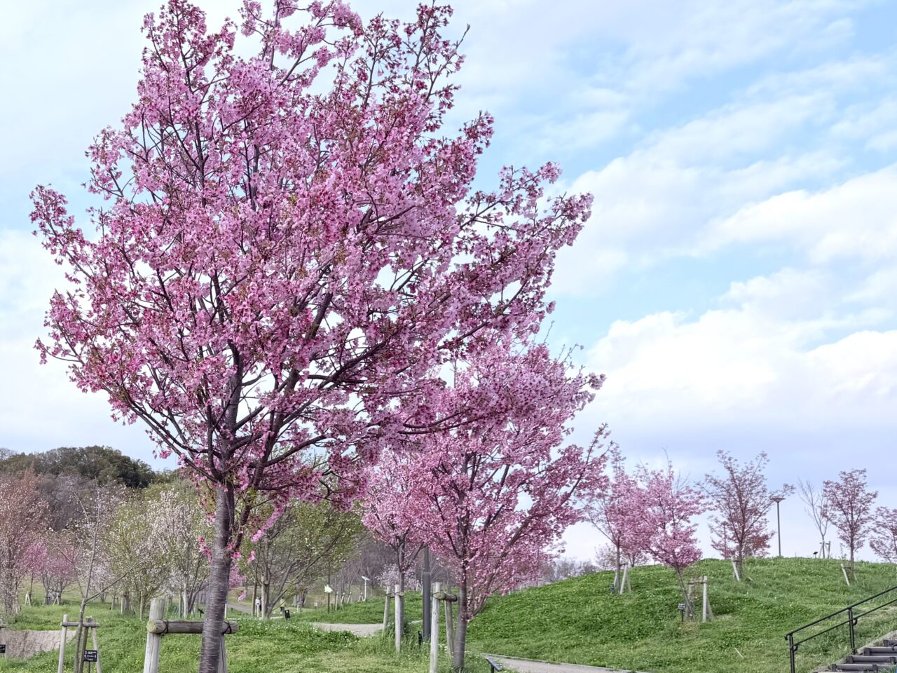 2026年春の和泉市内の桜の開花状況