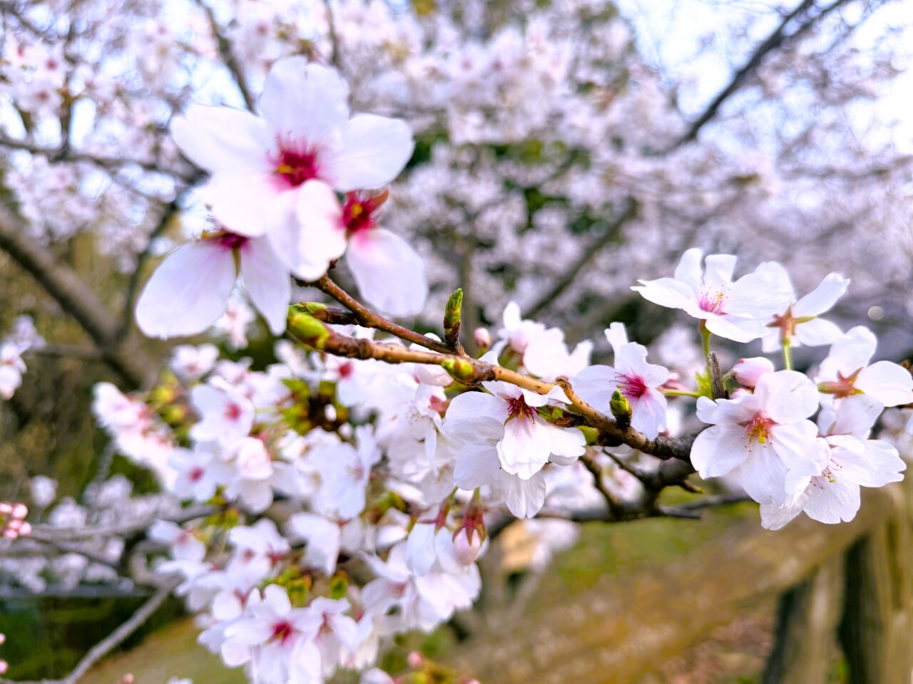 桜の中が赤いのは先終わりのしるし