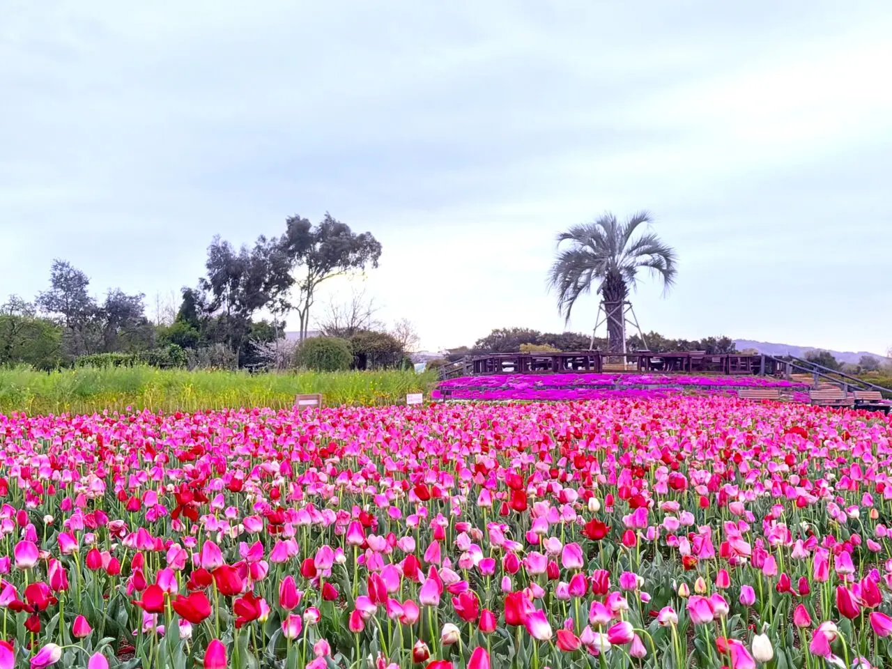リサイクル公園のチューリップ畑
