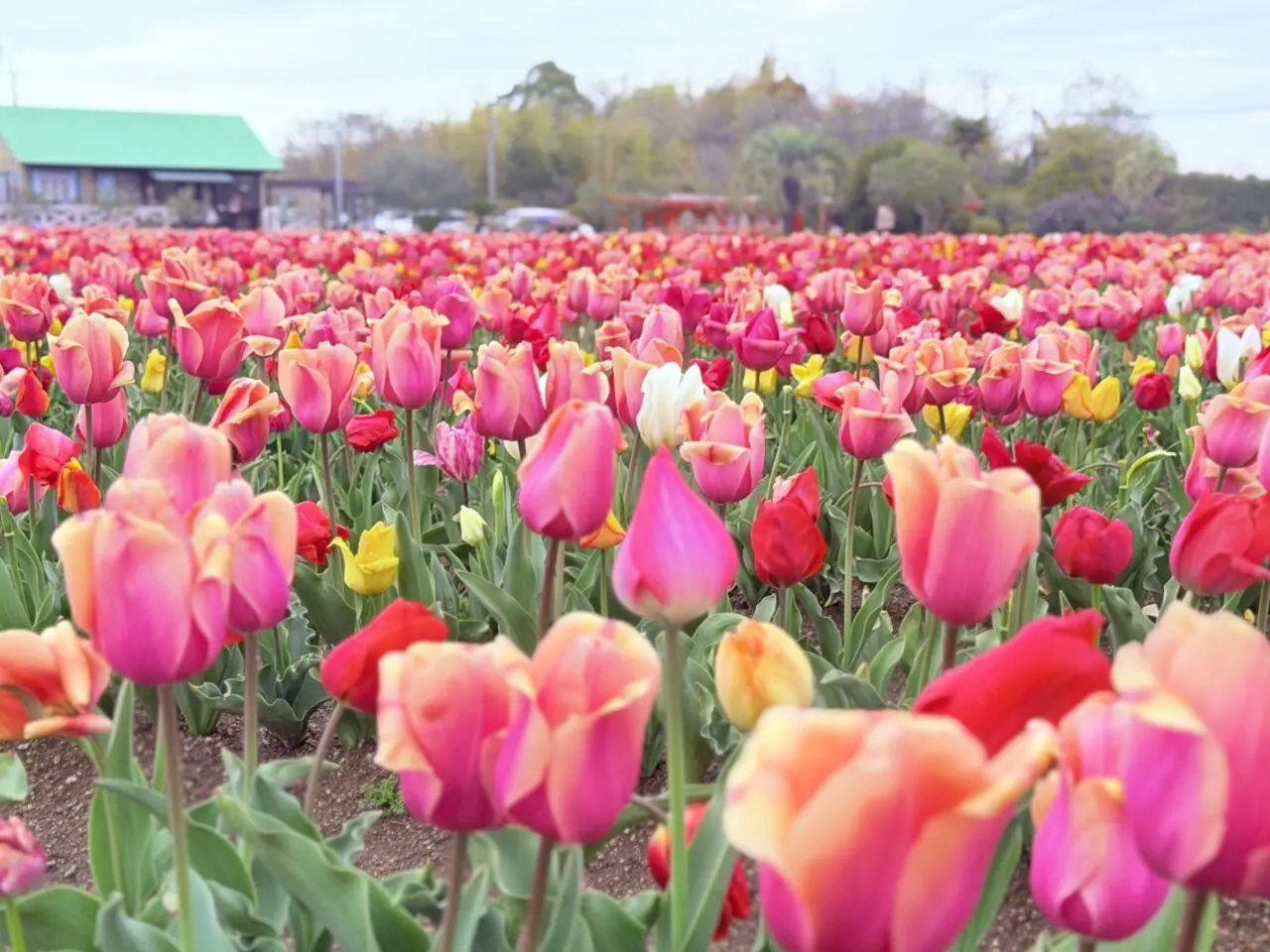 色とりどりのチューリップ
