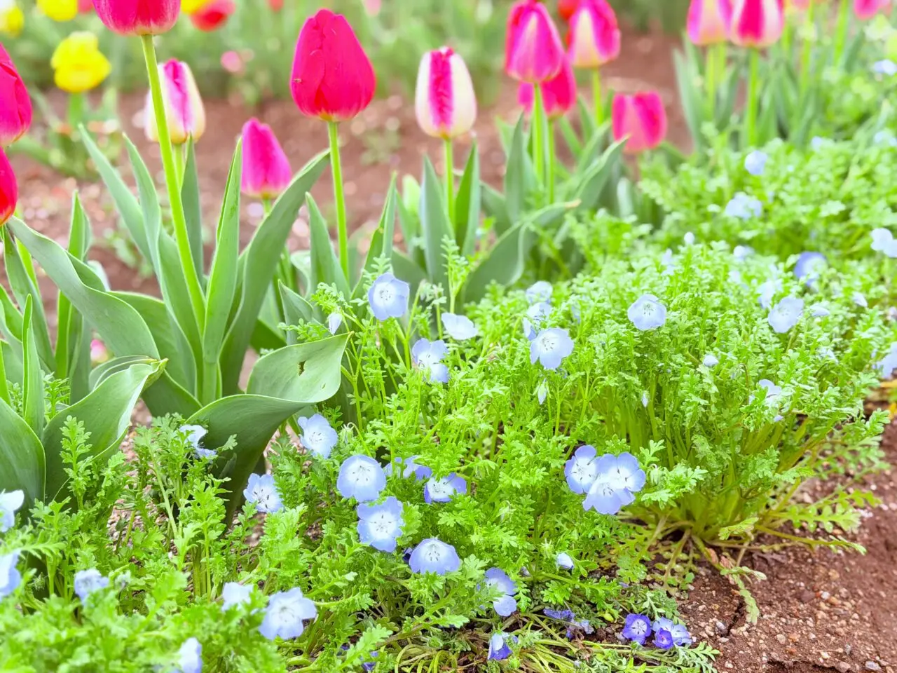 和泉市リサイクル公園のネモフィラ