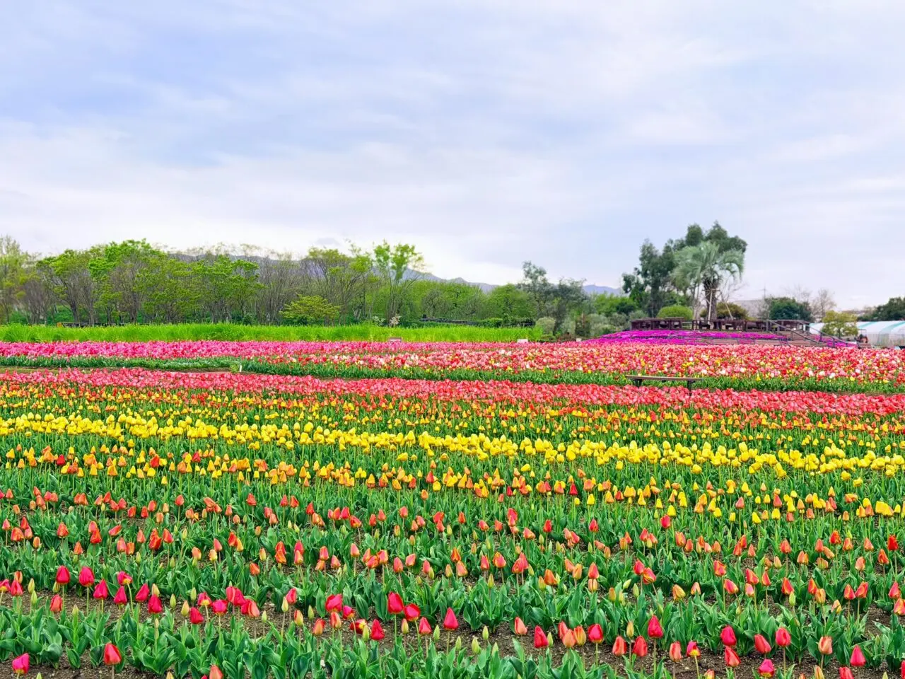 和泉リサイクル環境公園のチューリップが見ごろ