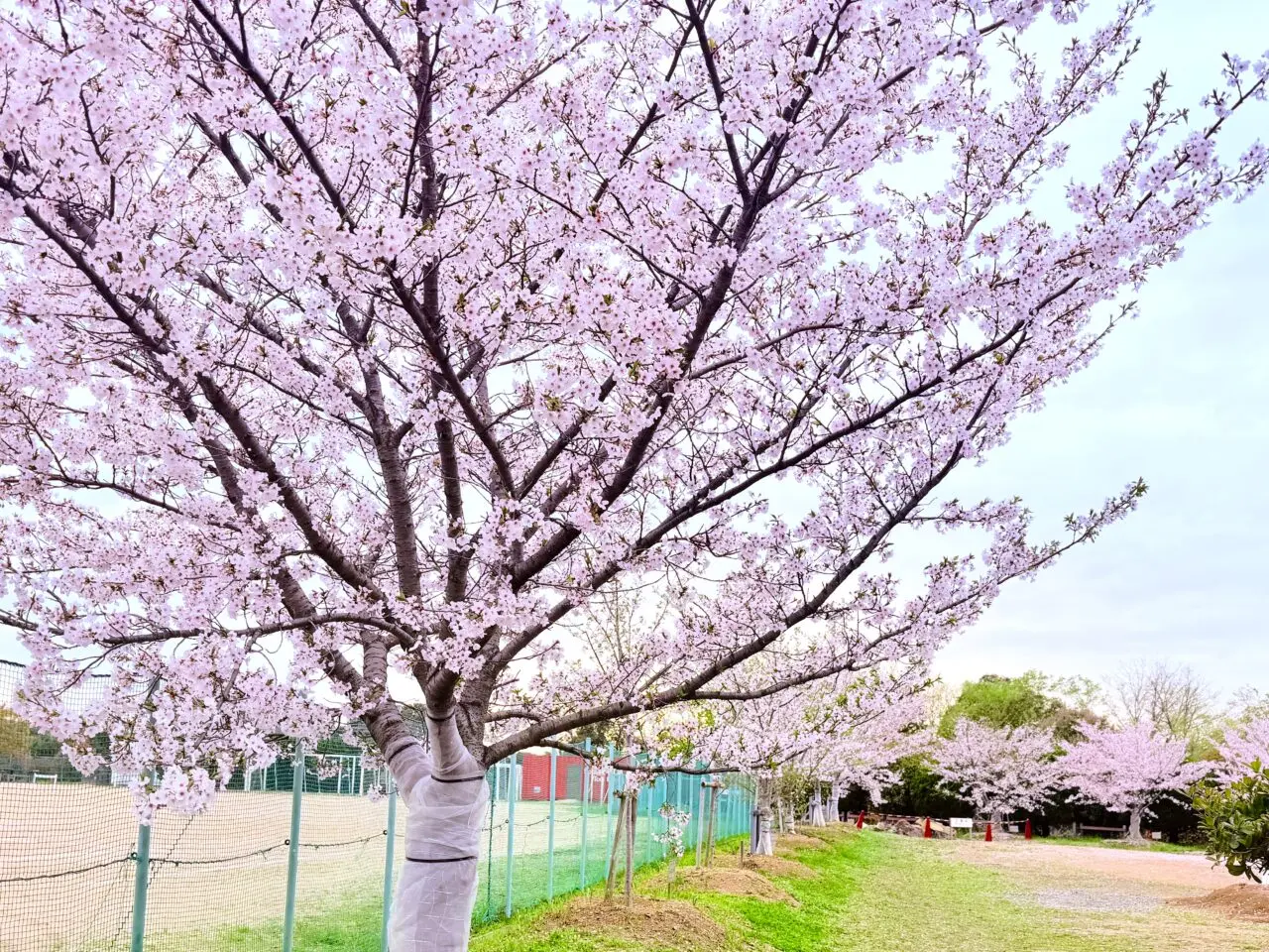 和泉リサイクル環境公園の桜