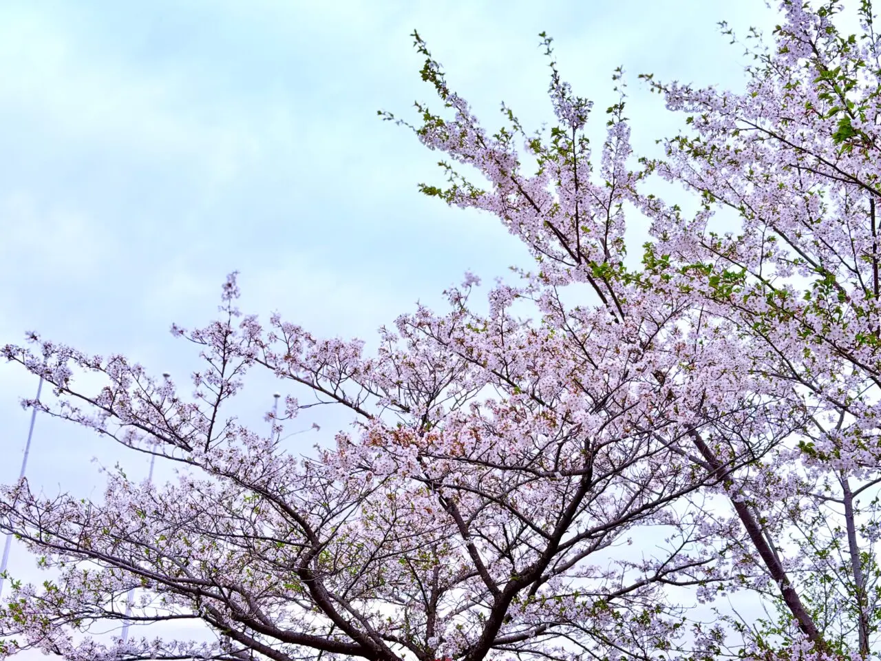 和泉リサイクル環境公園の桜が満開