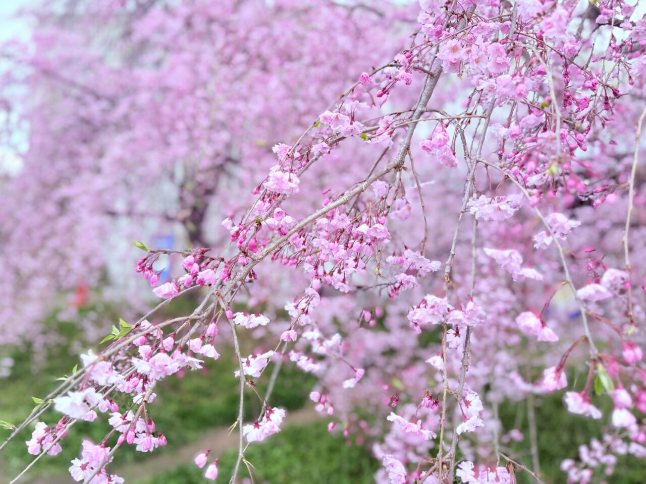 道の駅 いずみ山愛の里の桜のしだれ桜