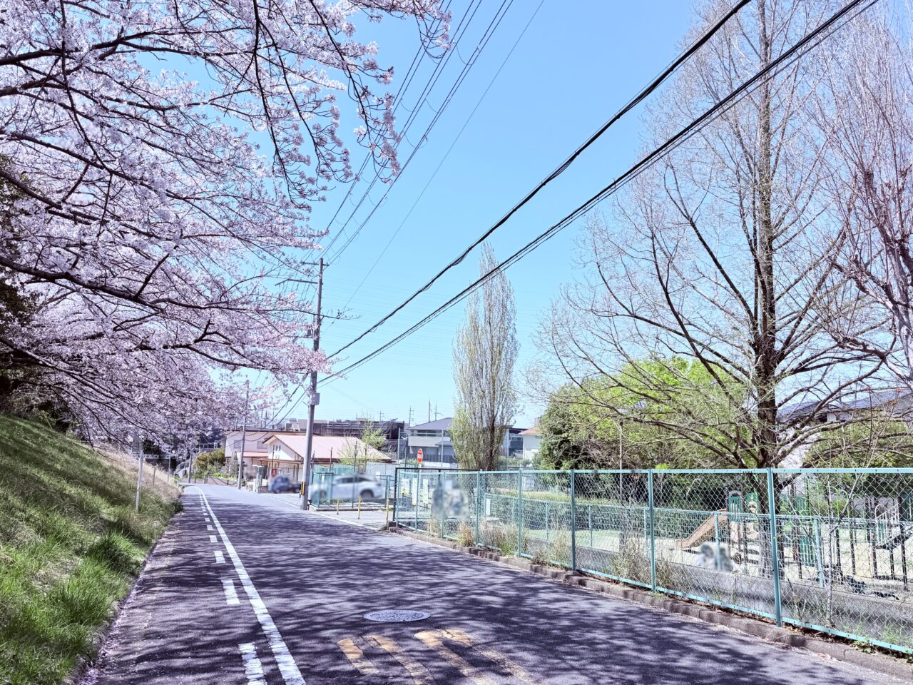 青葉台1号公園の開花状況