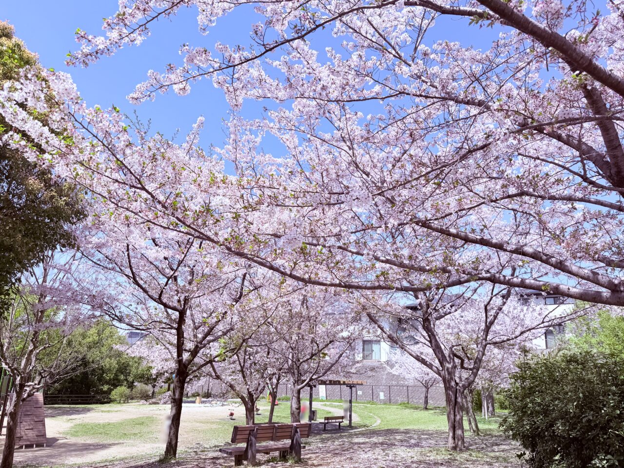 青葉台1号公園お花見
