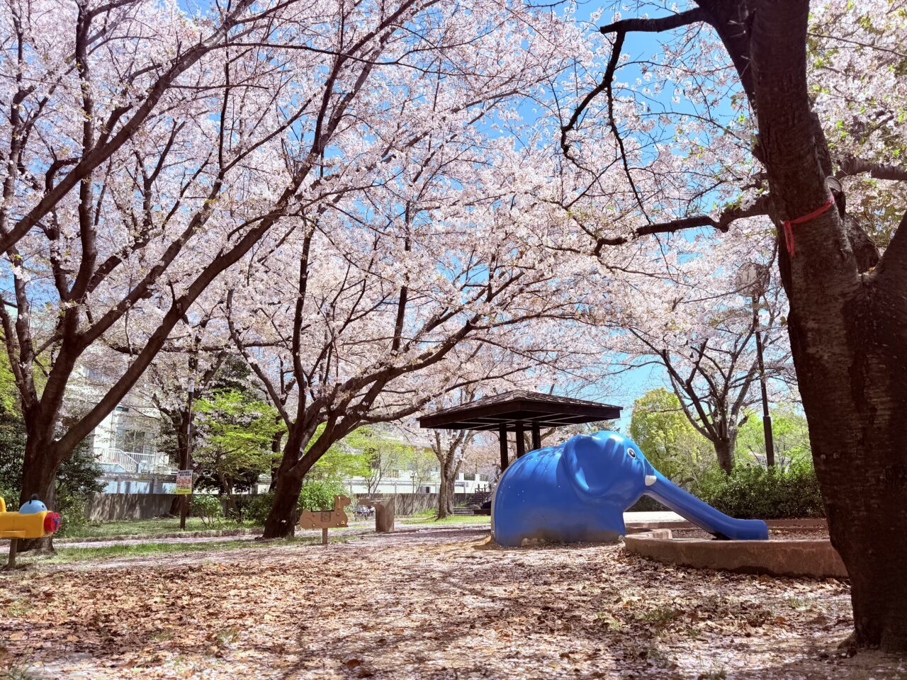 ぞうさん公園の桜の開花状況