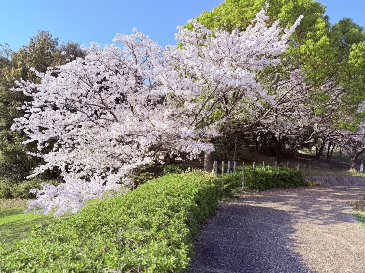 いぶき野中央公園の桜の開花状況
