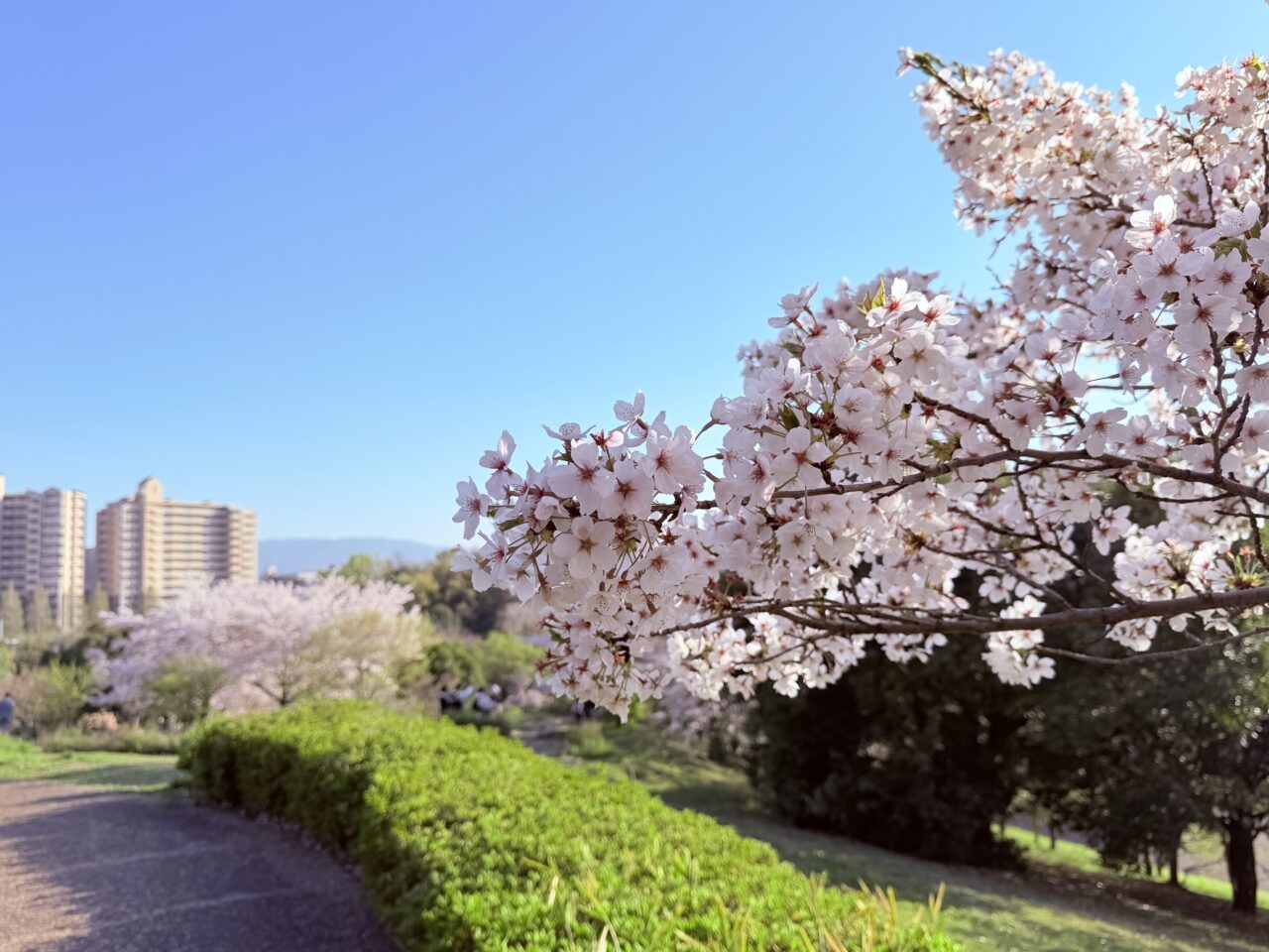 いぶき野 中央公園の桜