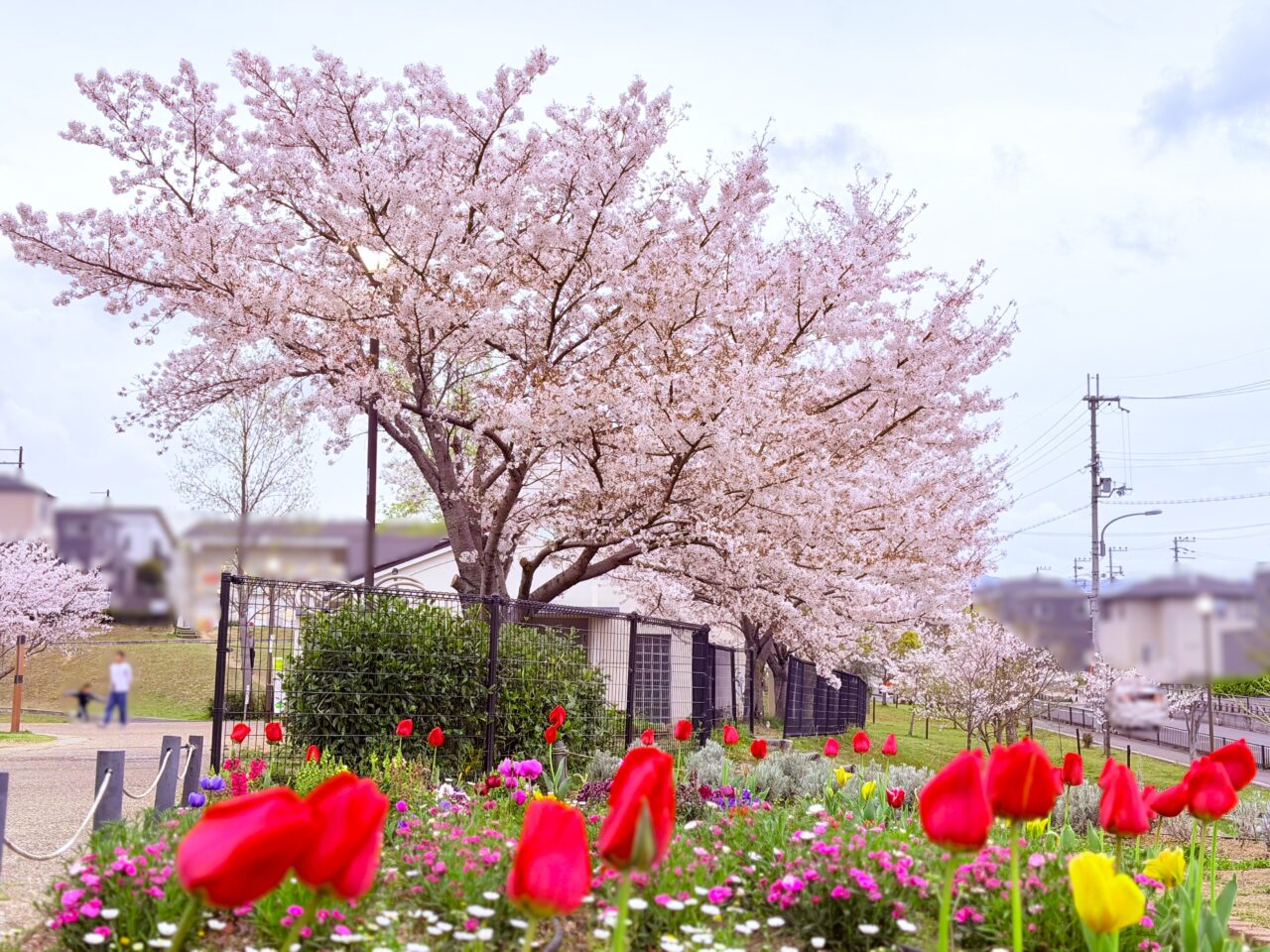 はつが野 くすのき公園の桜