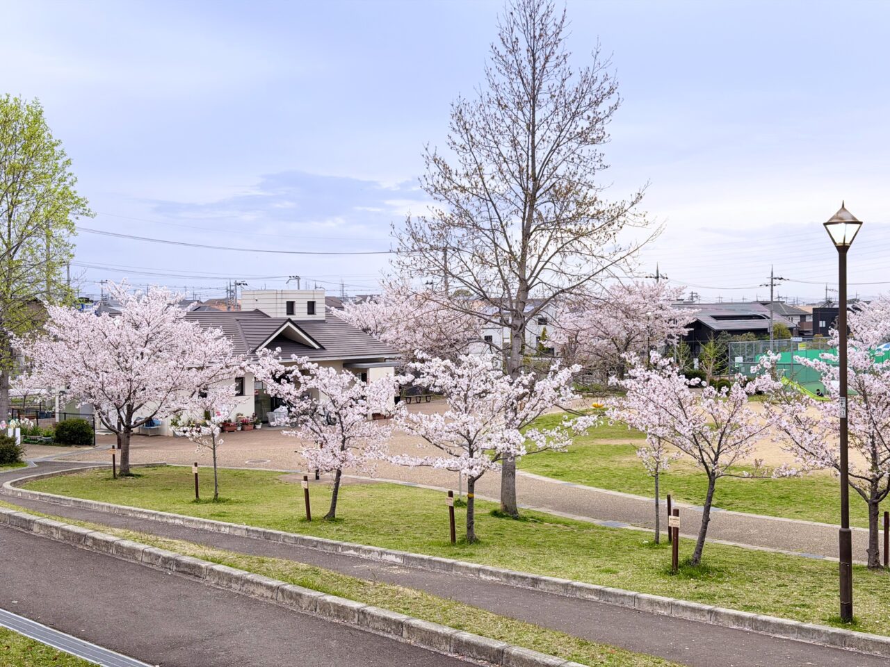 くすのき公園 開花状況