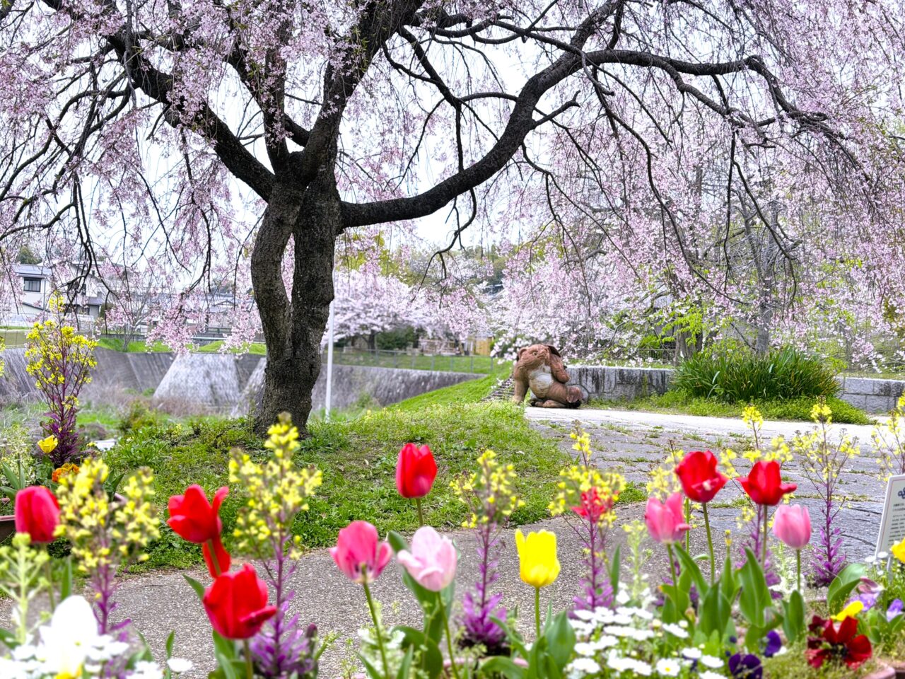 ひつじ公園の桜 開花状況