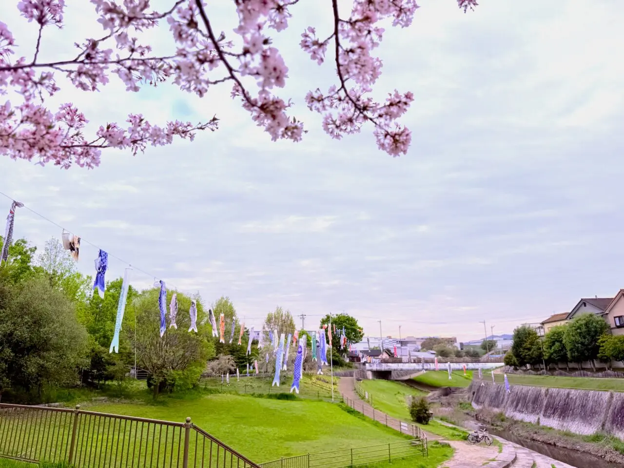 久保惣記念美術館横のこいのぼりと桜