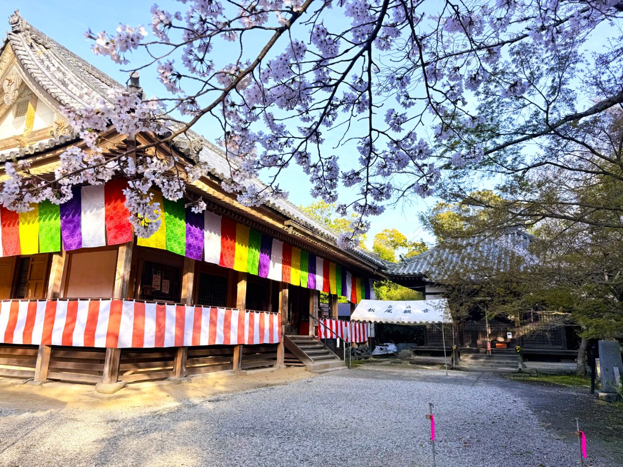 松尾寺 桜開花