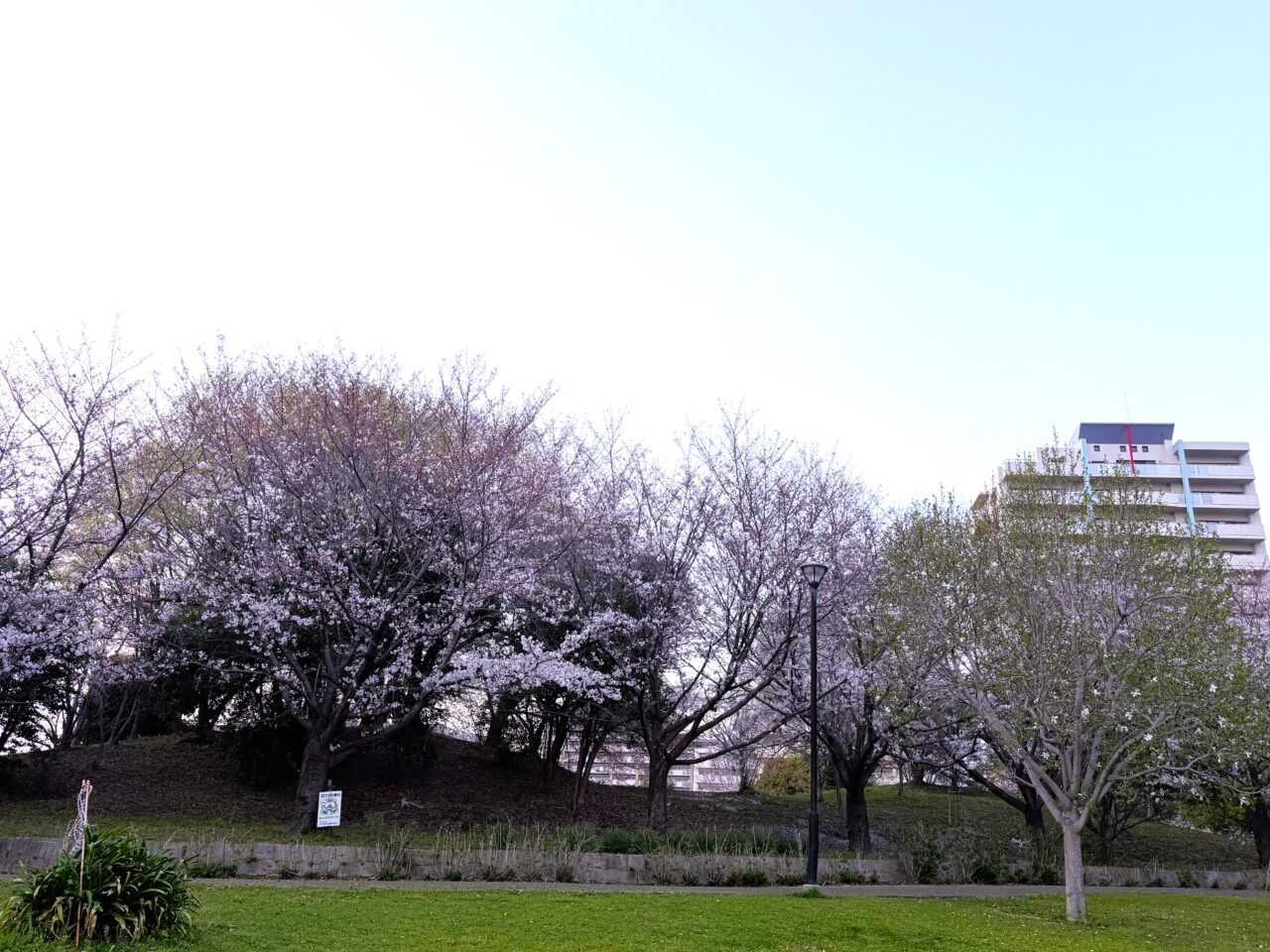 中央公園　桜咲き始め