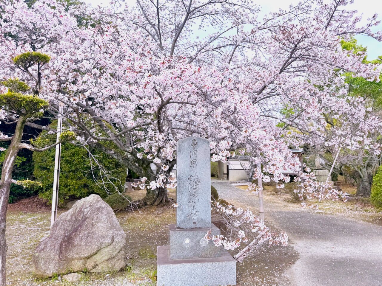 蔭凉寺（いんりょうじ）の満開の桜