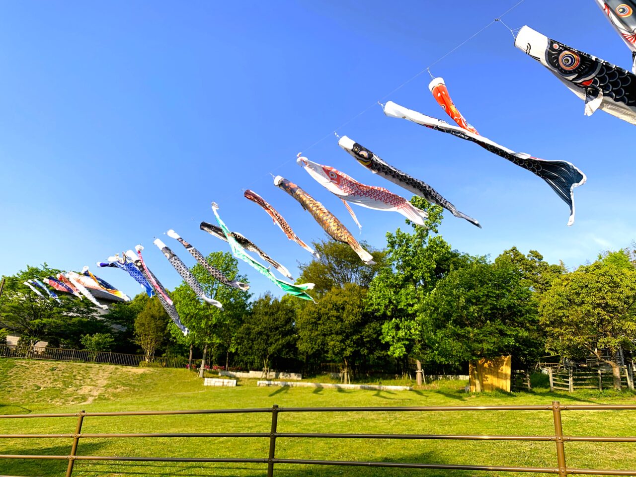 ひつじ公園のこいのぼりの様子