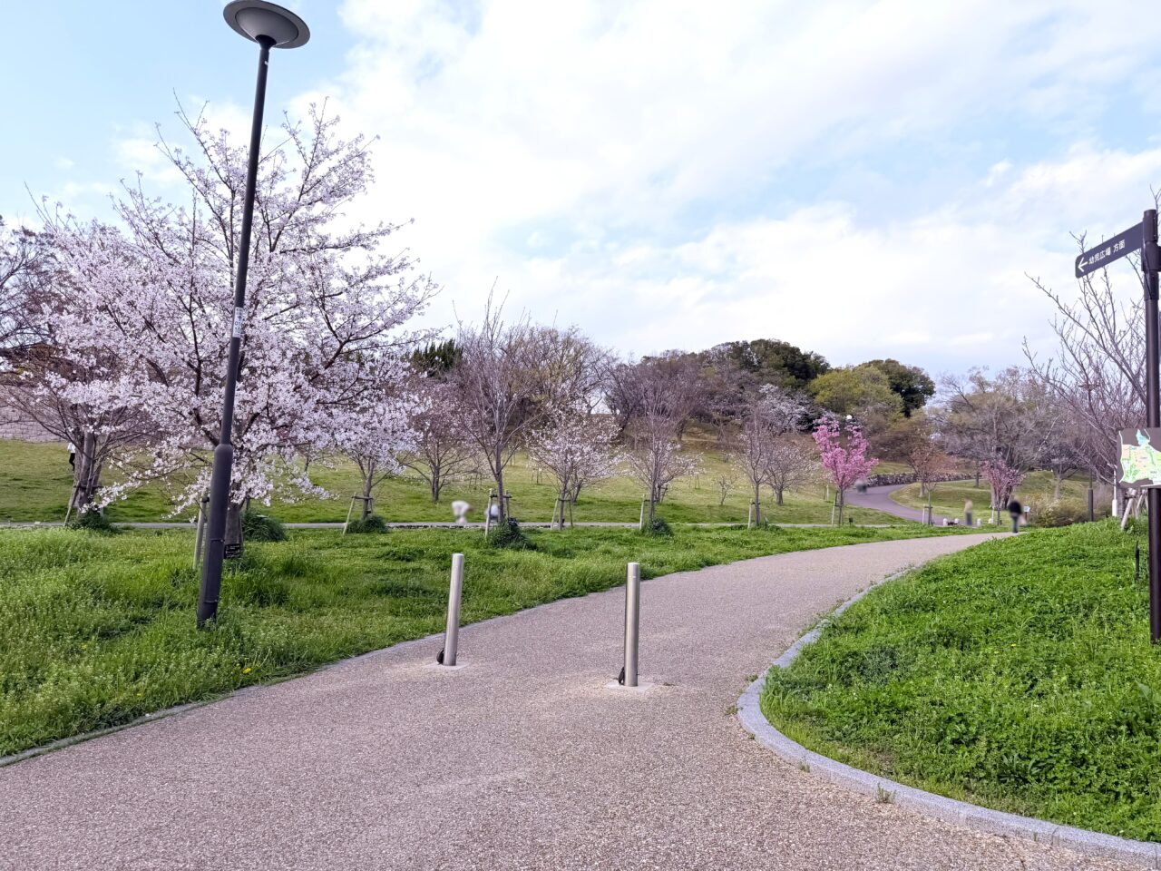 黒鳥山公園開花状況