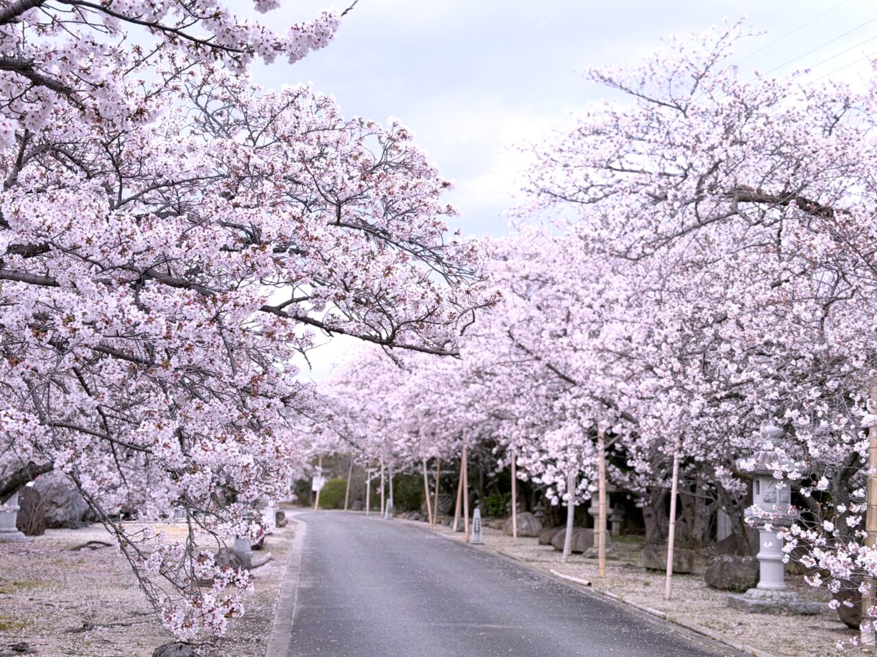 蔭凉寺（いんりょうじ）の桜並木