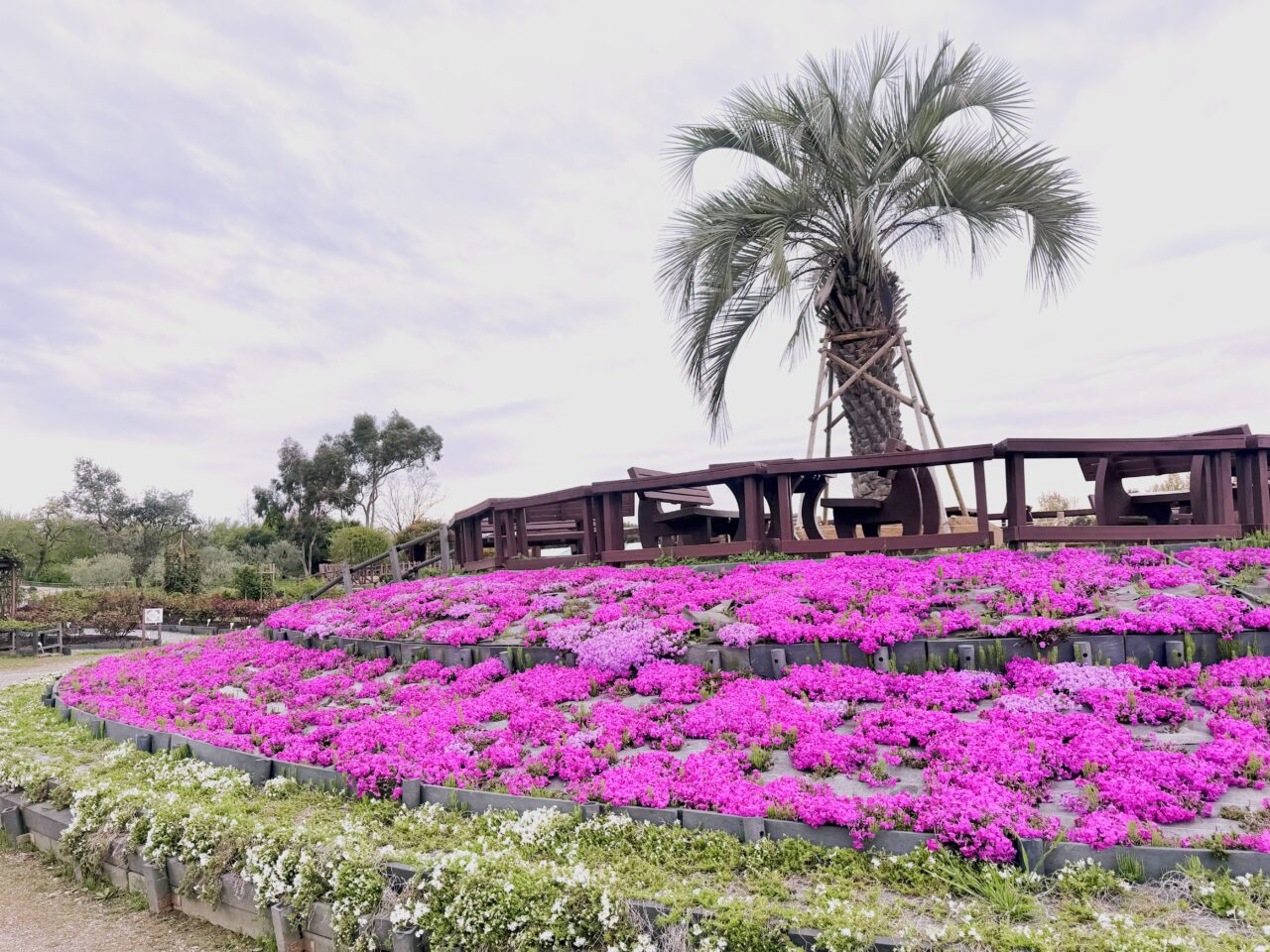 リサイクル公園の芝桜