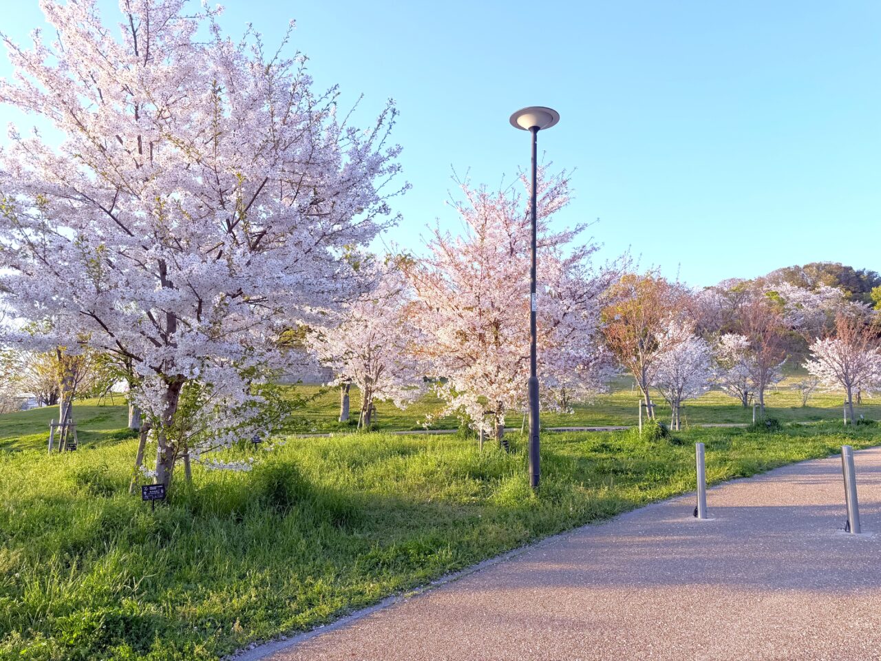 黒鳥山公園 4月中旬 葉桜に