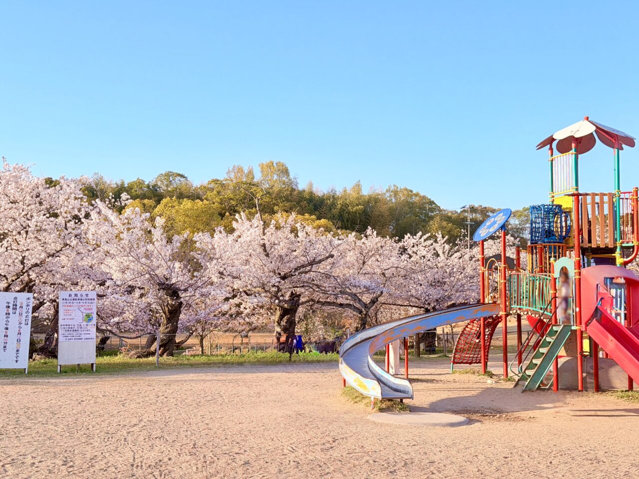 黒鳥山公園 桜開花状況
