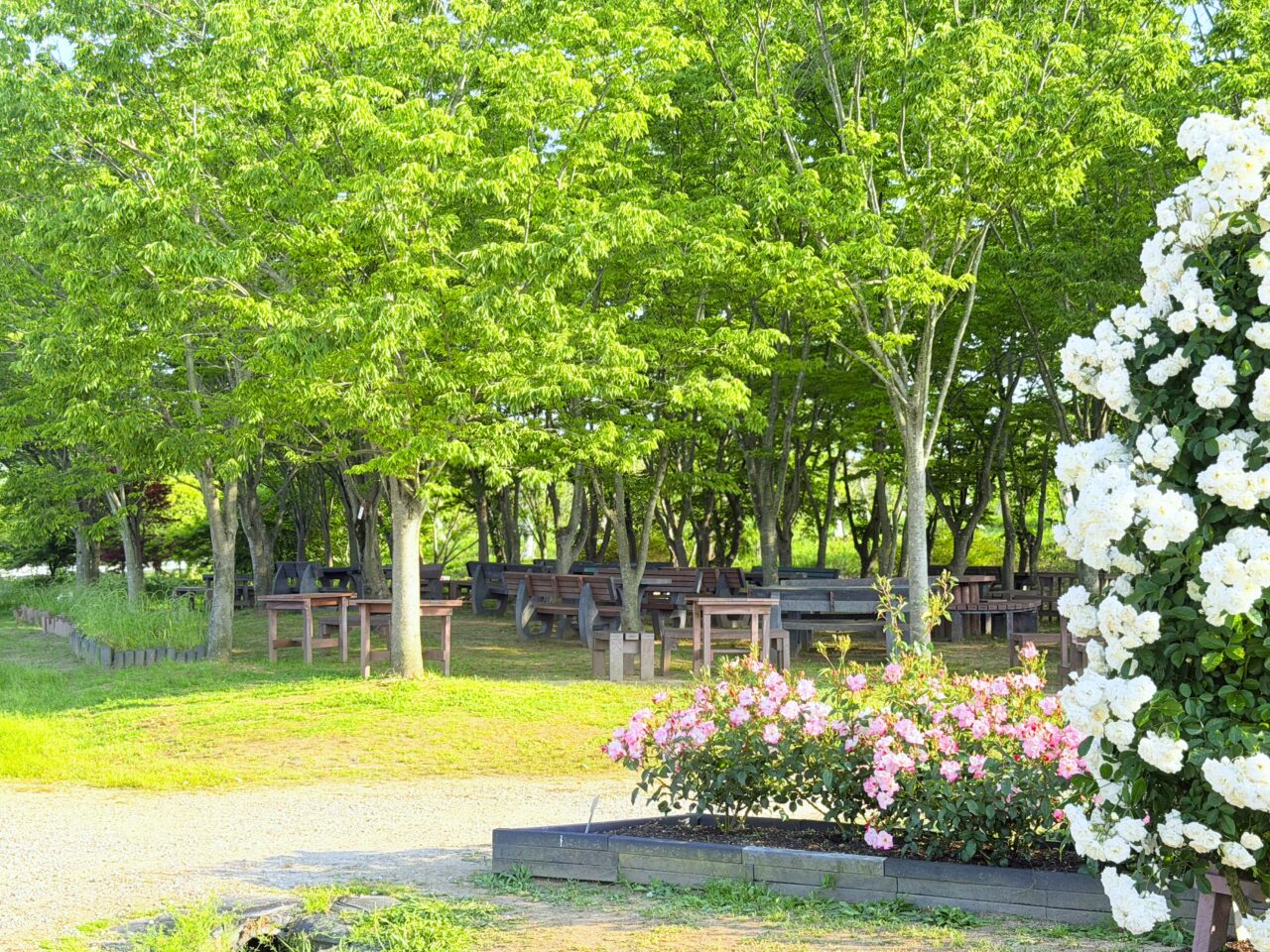 薔薇園横の木陰
