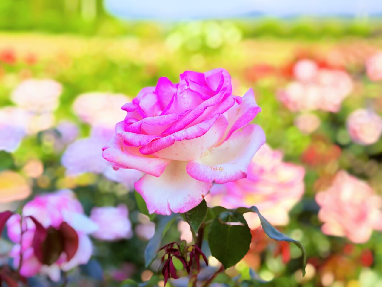 きれいな薔薇