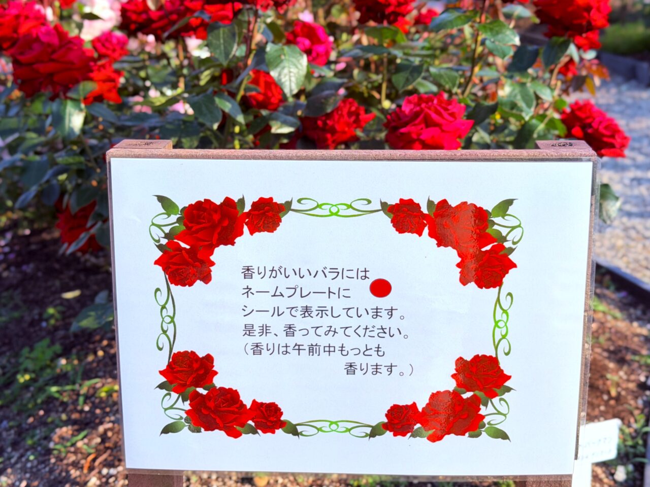 赤いシールは香りが豊か