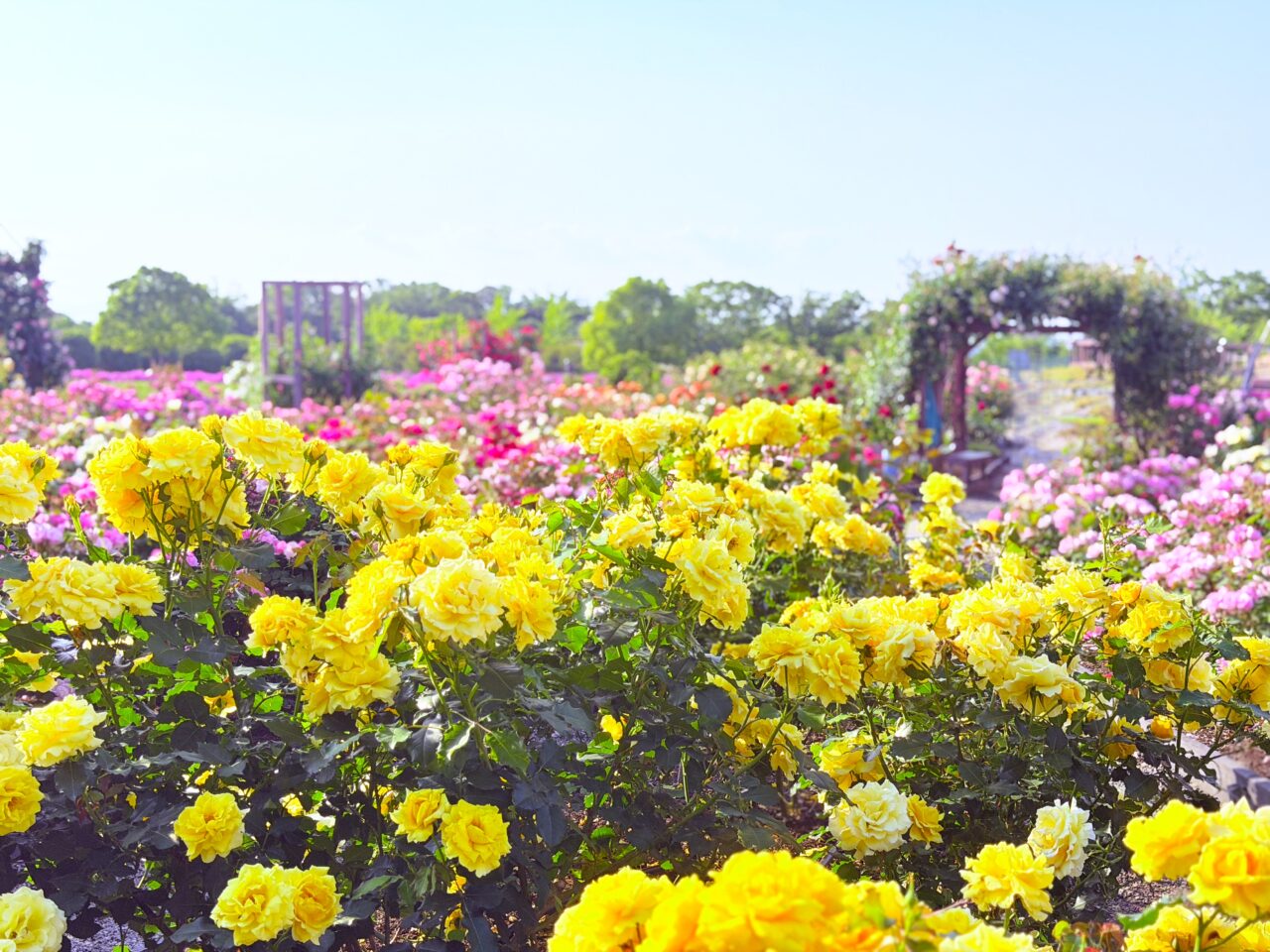 黄色い薔薇