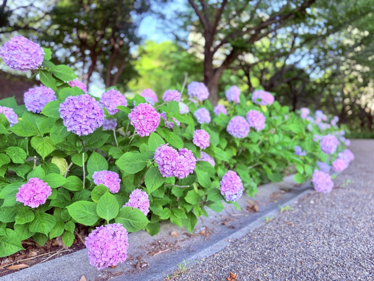 中央公園　2026年あじさいの様子