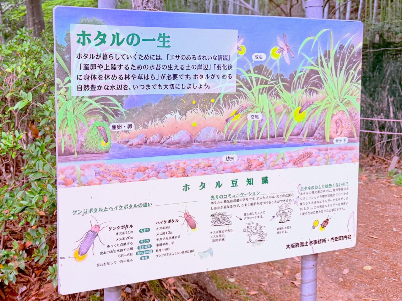 ひつじ公園に掲示されているホタルの一生