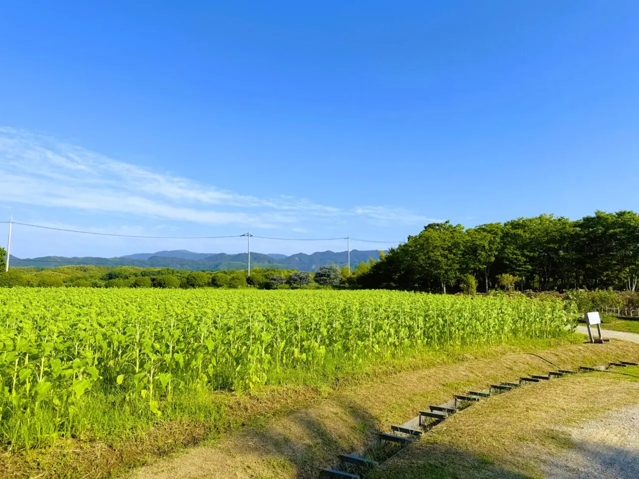 リサイクル公園のひまわり畑