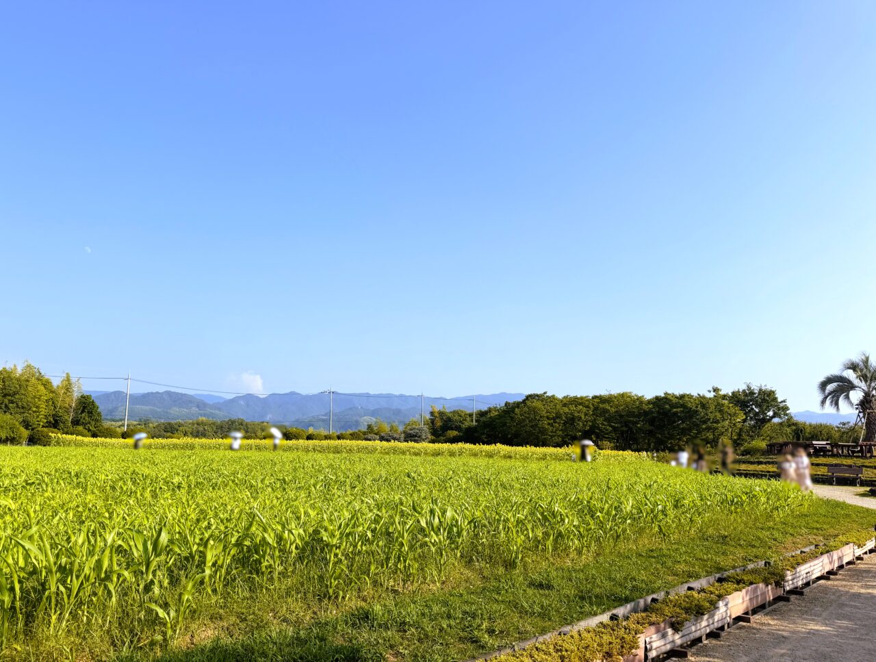 日陰のない和泉リサイクル公園