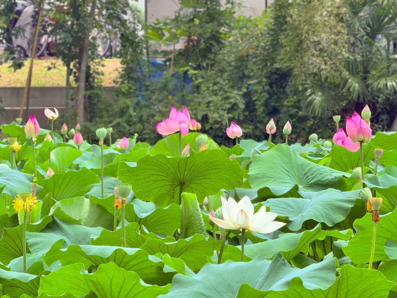 開花を迎えている蓮の花