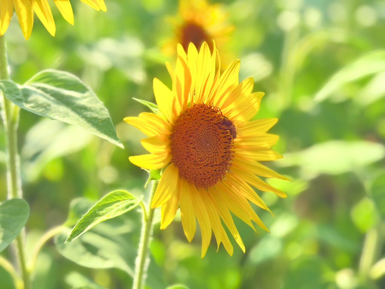 ひまわりにつく蜂